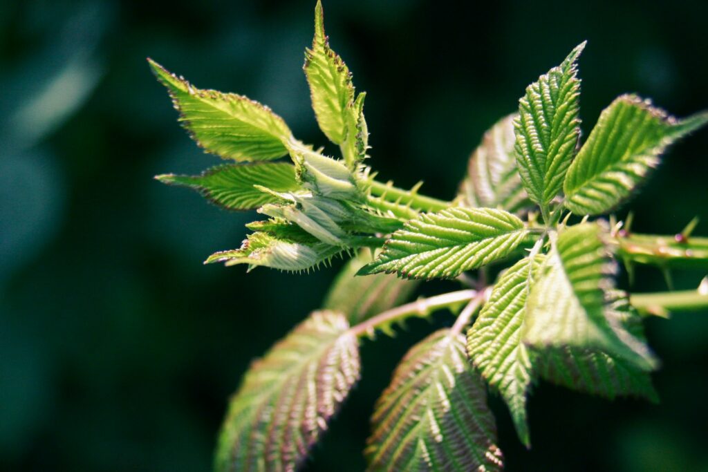 a close up of a green leaf on a tree